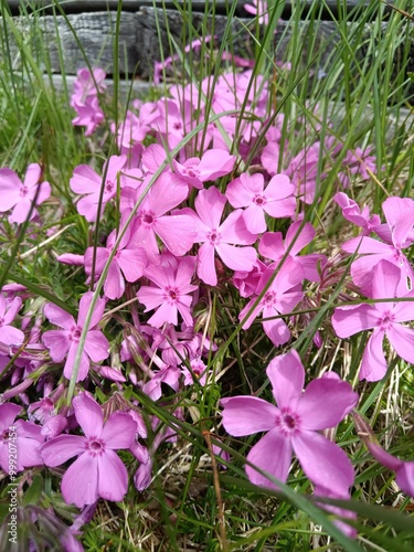 Bright pink phlox flowers blooming in late spring