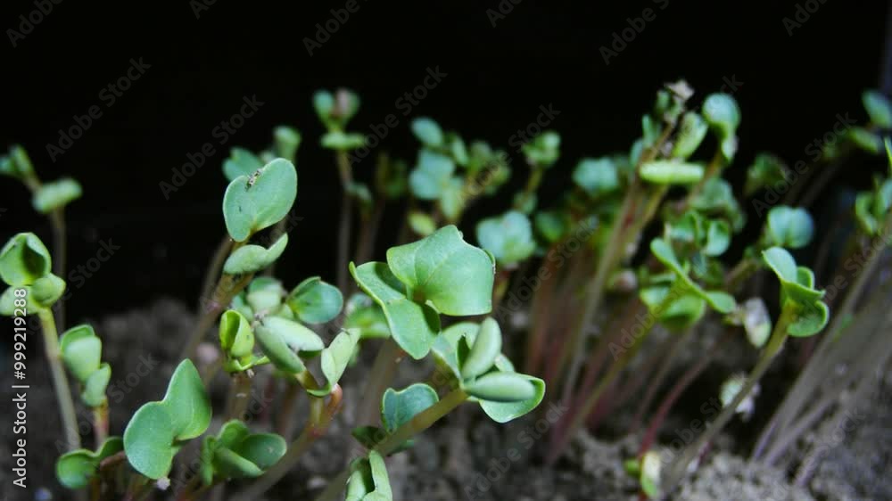 Seed germination growth time-lapse photography Seed germination growth time-lapse photography