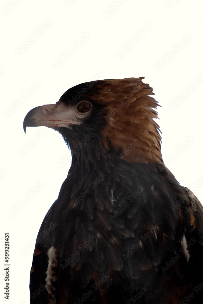 The black breasted buzzard is quite large with broad, rounded wings, and a short neck and tail. The black breasted buzzard is quite large with broad, rounded wings, and a short neck and tail.