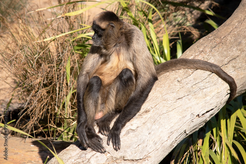 The black-handed spider monkey has lack or brown fur with hook-like hands and a prehensile tail. photo