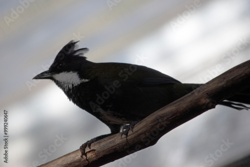 The Eastern Whipbird is a medium-sized bird with a black head, breast and conspicuous crest, with a broad white patch on the side of the face