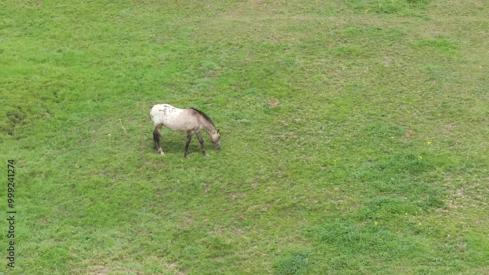 orbital drone flight to a horse in a green meadow where it is grazing, its mane is cut, it is black like its tail, and from the middle of its body to the back it is white with brown spots orbital drone flight to a horse in a green meadow where it is grazing, its mane is cut, it is black like its tail, and from the middle of its body to the back it is white with brown spots