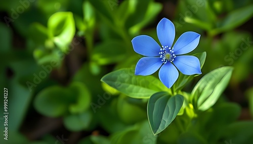 Serene blue blossom with eight petals surrounded by vibrant green foliage, embodying purity and the beauty of natures growth photo