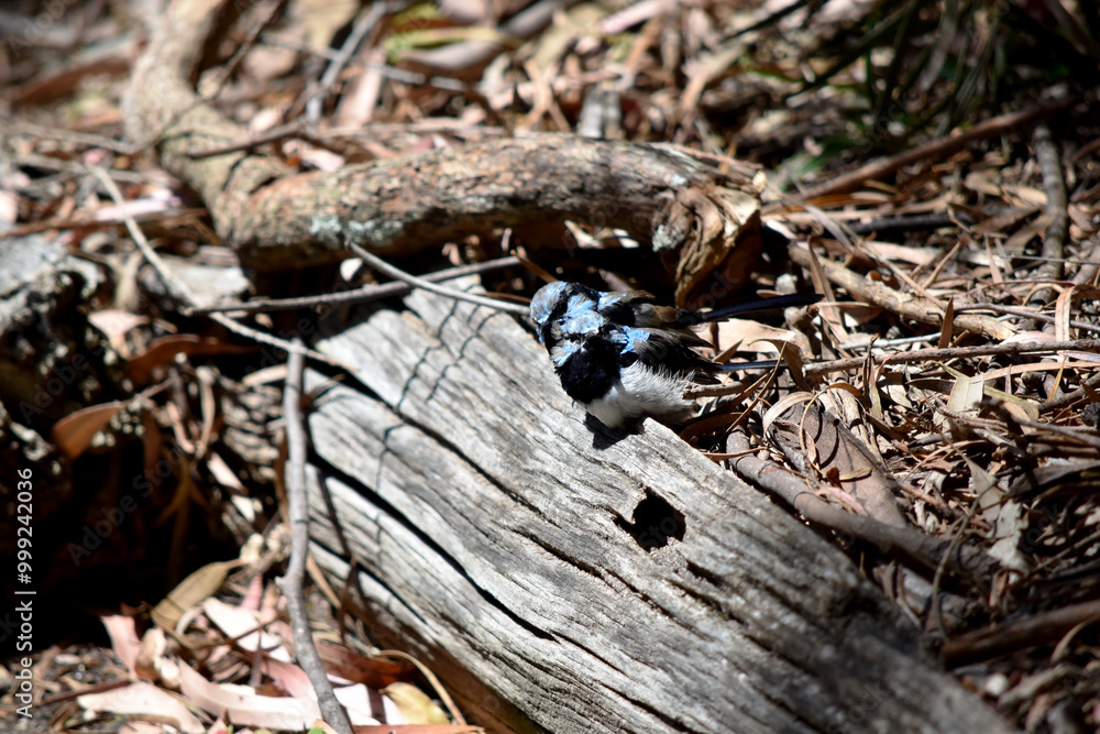 Male fairy wrens have rich blue and black plumage above and on the throat. The belly is grey-white and the bill is black. Male fairy wrens have rich blue and black plumage above and on the throat. The belly is grey-white and the bill is black.