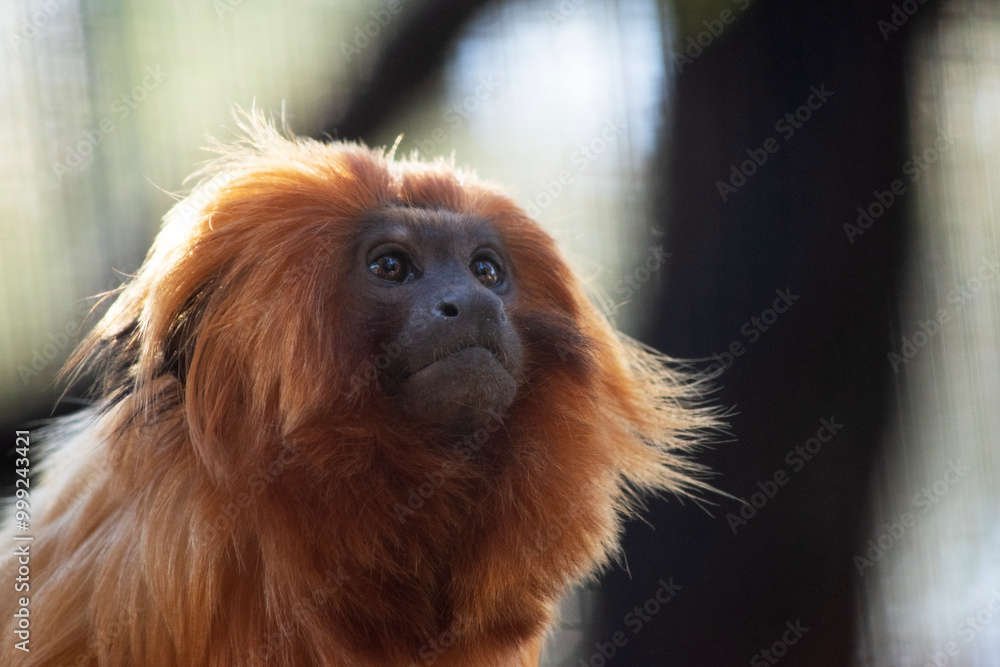 The golden lion tamarin, also known as the golden marmoset, is a small New World monkey The golden lion tamarin, also known as the golden marmoset, is a small New World monkey