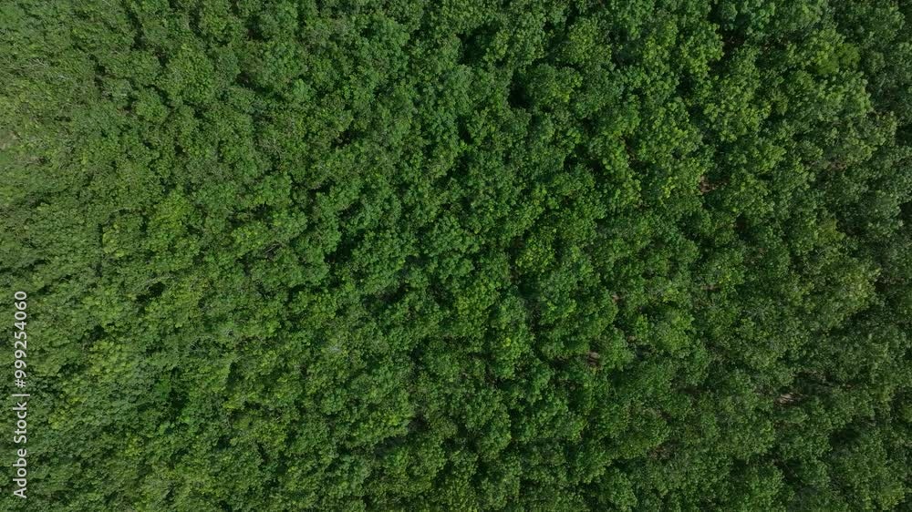 Aerial View of Lush Green Forest Showcasing Nature’s Tranquility in the Heart of Summer Aerial View of Lush Green Forest Showcasing Nature’s Tranquility in the Heart of Summer
