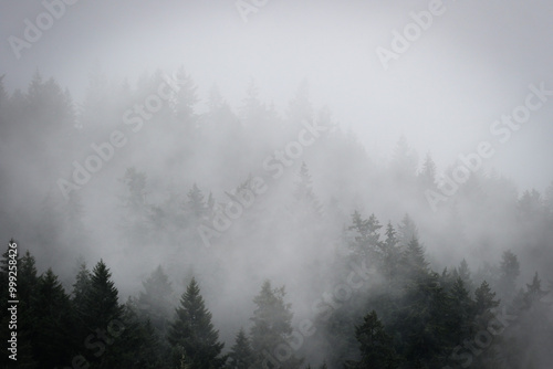 PNW Fog1
