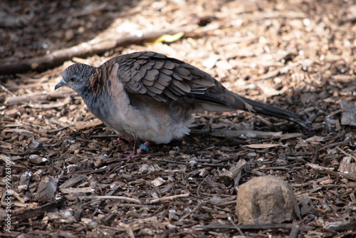 The peaceful dove has a pink-grey breast with checkered grey-brown wings. photo