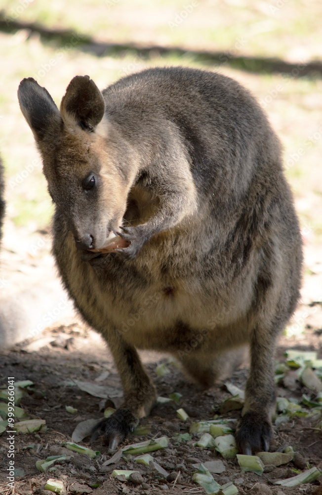 The Red Necked Wallaby Has Mostly Tawny Grey Fur, With A White Chest And Belly, And A Dark Brown Muzzle, Paws And Feet. The Red Necked Wallaby Has Mostly Tawny Grey Fur, With A White Chest And Belly, And A Dark Brown Muzzle, Paws And Feet.