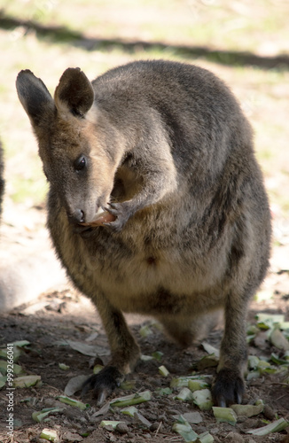 The Red Necked Wallaby Has Mostly Tawny Grey Fur, With A White Chest And Belly, And A Dark Brown Muzzle, Paws And Feet.