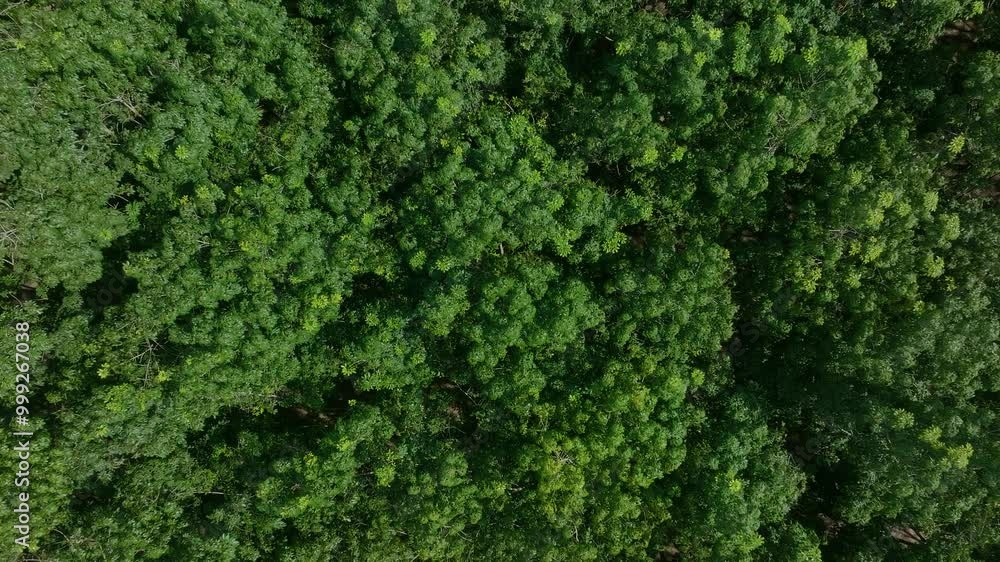 Exploring the Lush Green Canopy of a Tropical Forest in Midday Sunlight Showcasing the Vibrant Biodiversity of the Ecosystem Exploring the Lush Green Canopy of a Tropical Forest in Midday Sunlight Showcasing the Vibrant Biodiversity of the Ecosystem