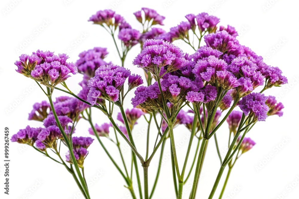 Naklejka premium Delicate, velvety purple limonium flowers with slender stems and tightly clustered blooms are beautifully isolated on a soft, white background, showcasing their intricate details.