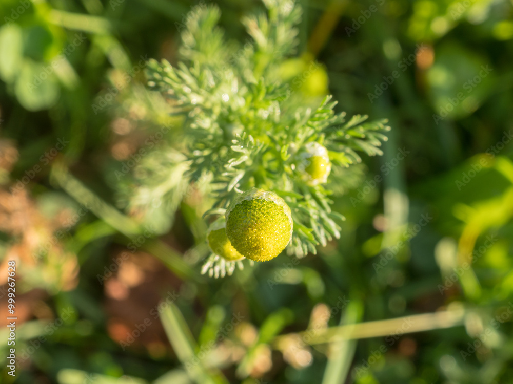 chamomile flowers in autumn