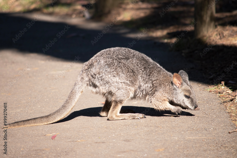 The tammar wallaby has dark greyish upperparts with a paler underside and rufous-coloured sides and limbs. The tammar wallaby has dark greyish upperparts with a paler underside and rufous-coloured sides and limbs.