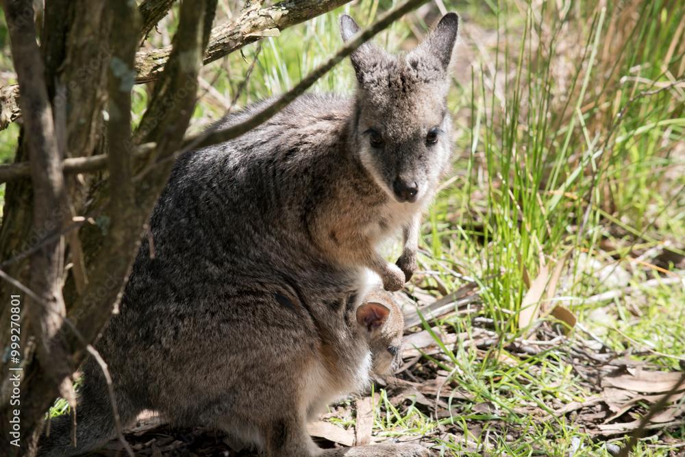 Naklejka premium the tammar wallaby is mainly grey and tan arms and white chest
