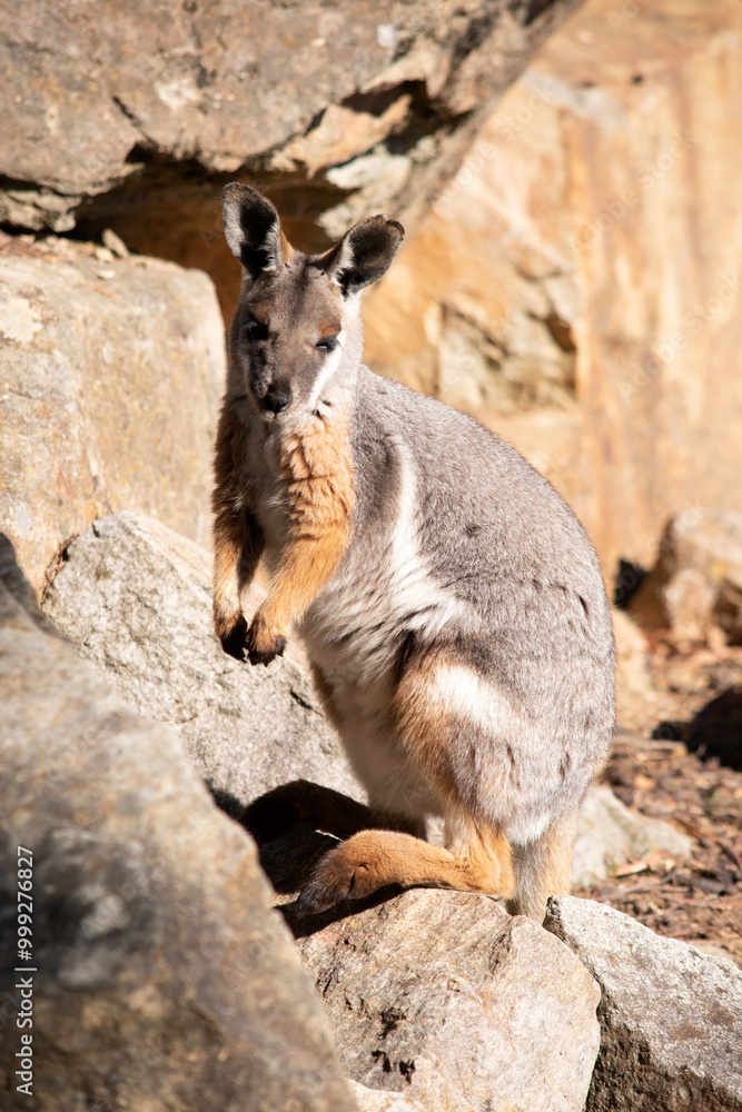 The Yellow-footed Rock-wallaby joey is brightly coloured with a white cheek stripe The Yellow-footed Rock-wallaby joey is brightly coloured with a white cheek stripe