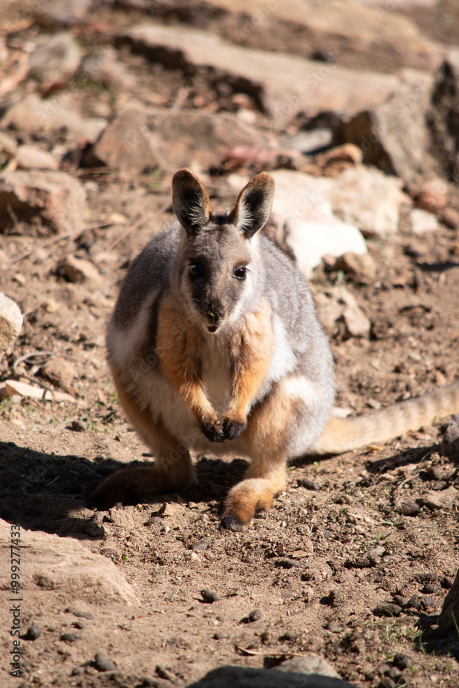The Yellow-footed Rock-wallaby is brightly coloured with a white cheek stripe The Yellow-footed Rock-wallaby is brightly coloured with a white cheek stripe
