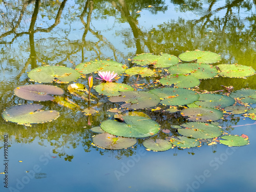 Water Lily In The Pond