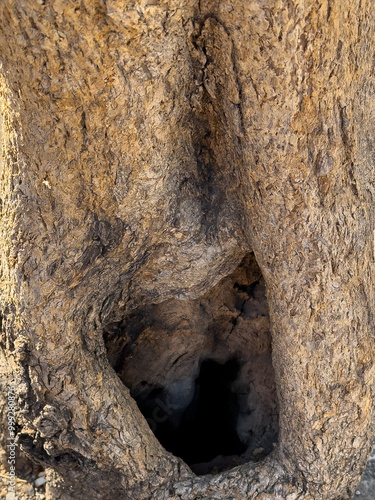 Trunk In The Cave