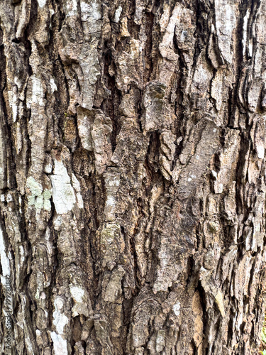 Bark Of A Tree