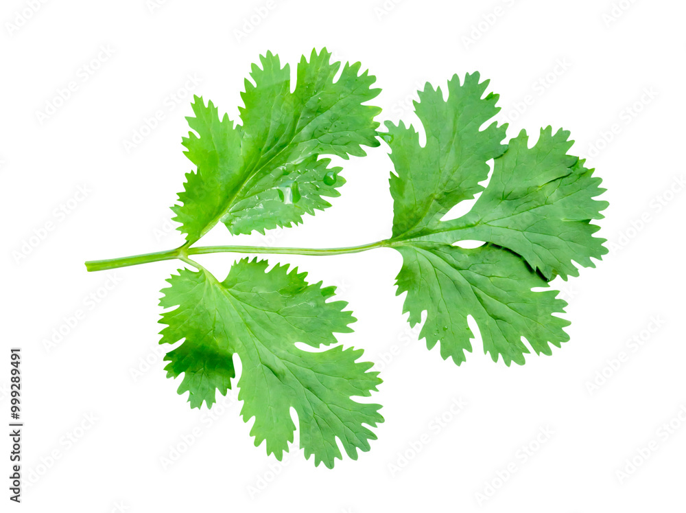 Top view of fresh green coriander leaf isolated in png file format Top view of fresh green coriander leaf isolated in png file format