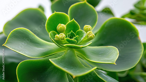 an elegant Echeveria laui succulent, featuring its lush green leaves and charming flower buds photo