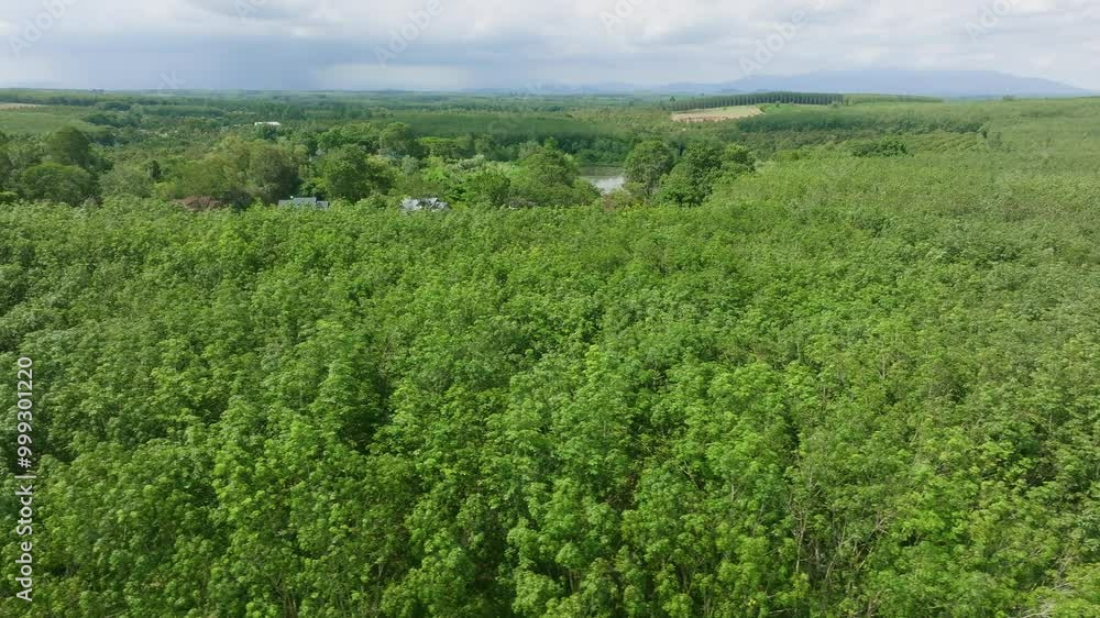 Exploring Lush Green Forests in a Tranquil Rural Area on a Sunny Day Surrounded by Nature's Beauty Exploring Lush Green Forests in a Tranquil Rural Area on a Sunny Day Surrounded by Nature's Beauty