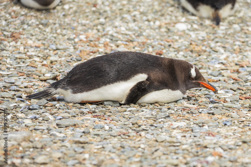 Fototapeta premium A Gentoo penguin (pygoscelis papua) on a shell shoreline. Falkland Islands.