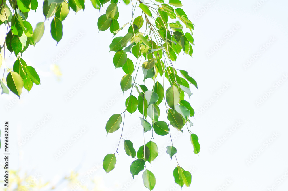 Ficus Benjamina L or Moraceae, Golden Fig or Weeping Fig or Ficus Benjamina and sky Ficus Benjamina L or Moraceae, Golden Fig or Weeping Fig or Ficus Benjamina and sky