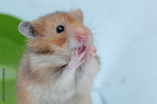 The cute and adorable face of a Campbell dwarf hamster. This rodent has the scientific name Phodopus campbelli.