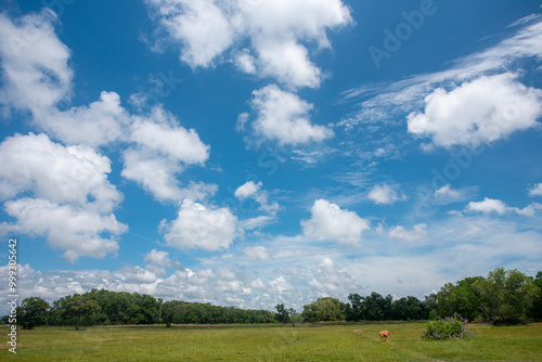 The sky and white clouds make a great background.