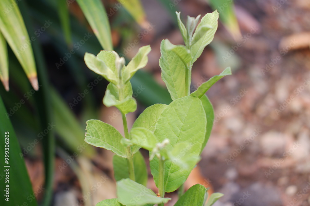 Obraz premium Close up of fresh green leaves of guava tree in the garden