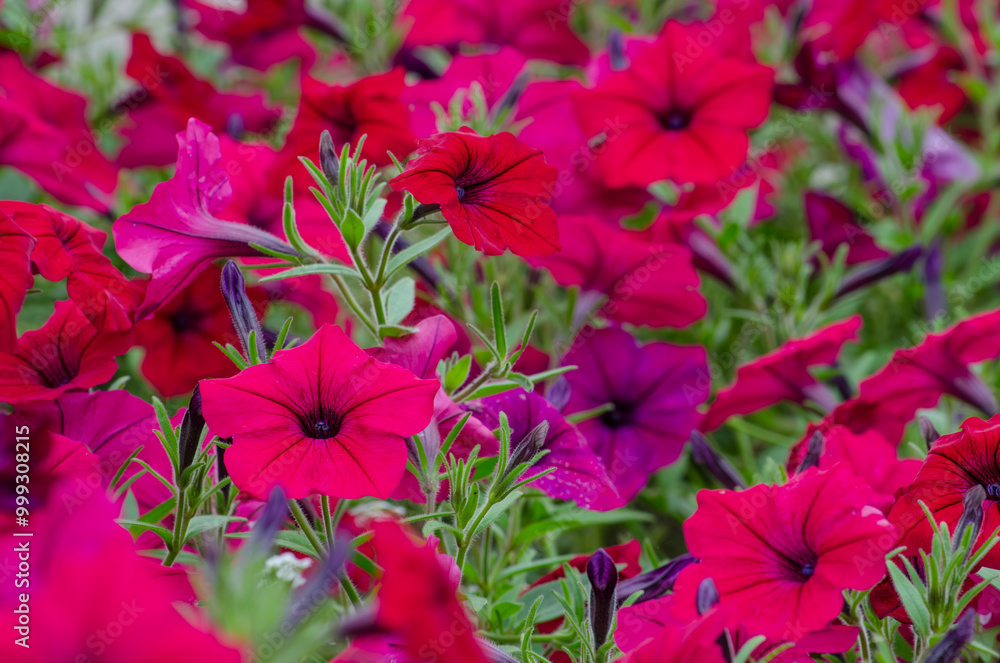 Colorful flowers in a garden Colorful flowers in a garden