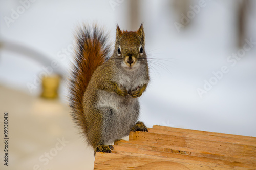 Squirrel standing on wood looking directly at the camera