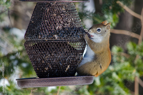 Squirrel eating seeds while balancing itself on a bird-feeder