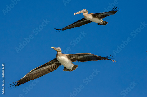 Two pelicans flying above in the blue sky