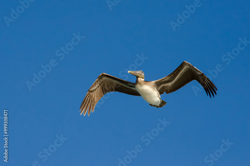 American Pelican in flight