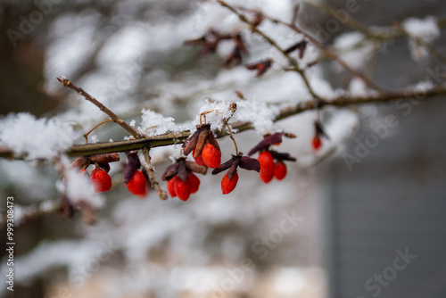 Branch of red blooms in winter with snow