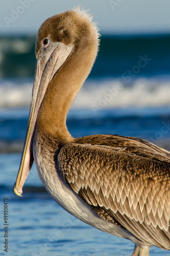 American Pelican standing in the ocean on the shore