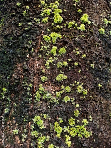 Growing of moss on tree bark, these mosses cause fungal diseases among trees