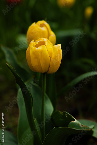 yellow tulip flower