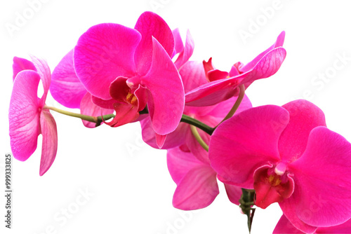 Pink orchid flowers blooming on a transparent background.