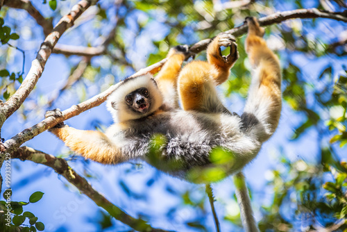 Diademed Sifaka Hanging Gracefully on a Tree Branch photo