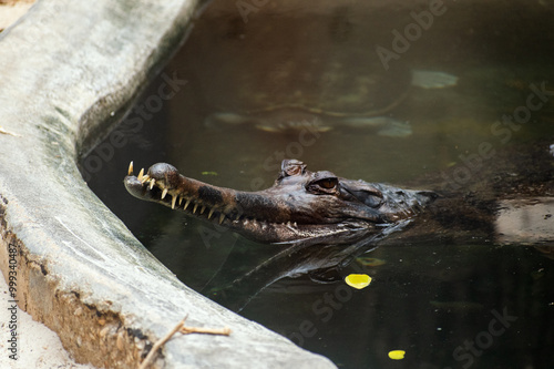 Indian gharial in a zoo enclosure with a turtle in the background  photo