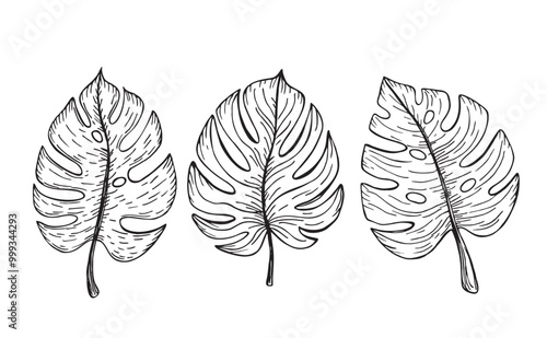 Set of tropical monstera leaves. Exotic plant Monstera Deliciosa. Palm leaf, branches hand drawn illustration