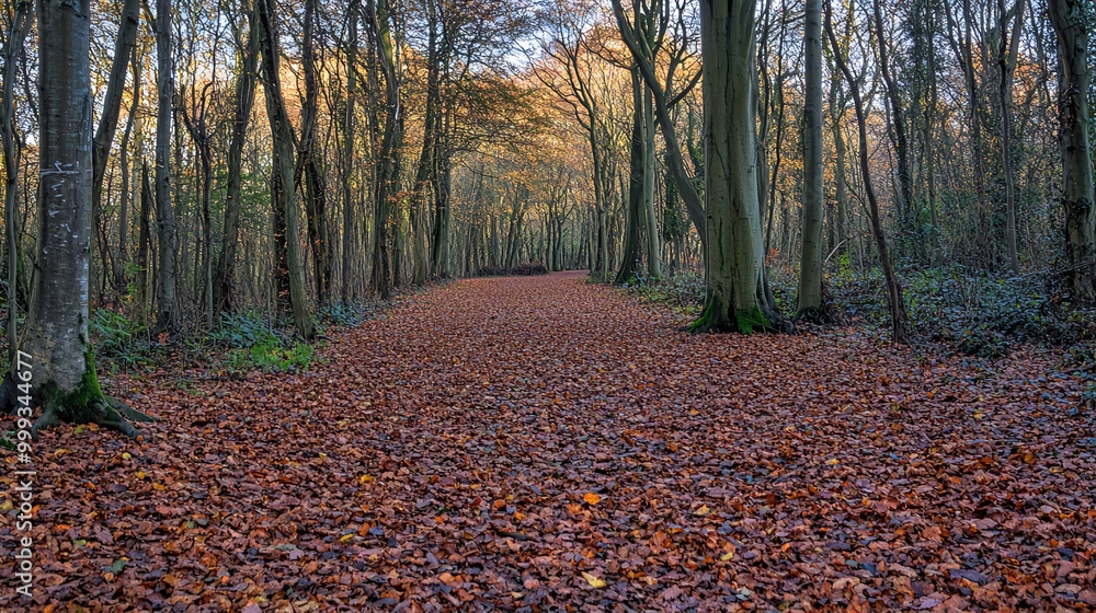 Obraz premium A path through a forest with fallen leaves on the ground.