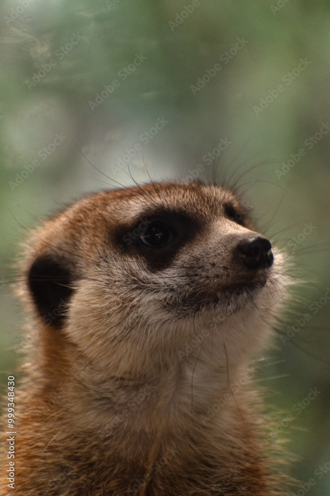 Fototapeta premium Close up of a meerkat face 