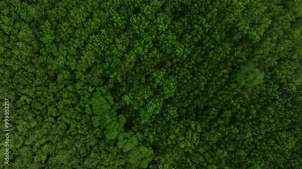 Exploring Vibrant Green Forest Landscape During a Sunny Afternoon in Serene Rural Area Exploring Vibrant Green Forest Landscape During a Sunny Afternoon in Serene Rural Area
