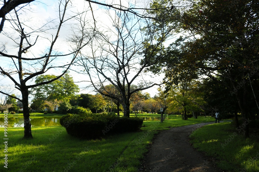 Fototapeta premium 静かな散策路 秋の公園