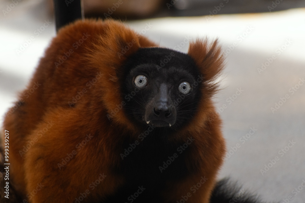 Fototapeta premium Red ruffed lemur staring straight ahead 